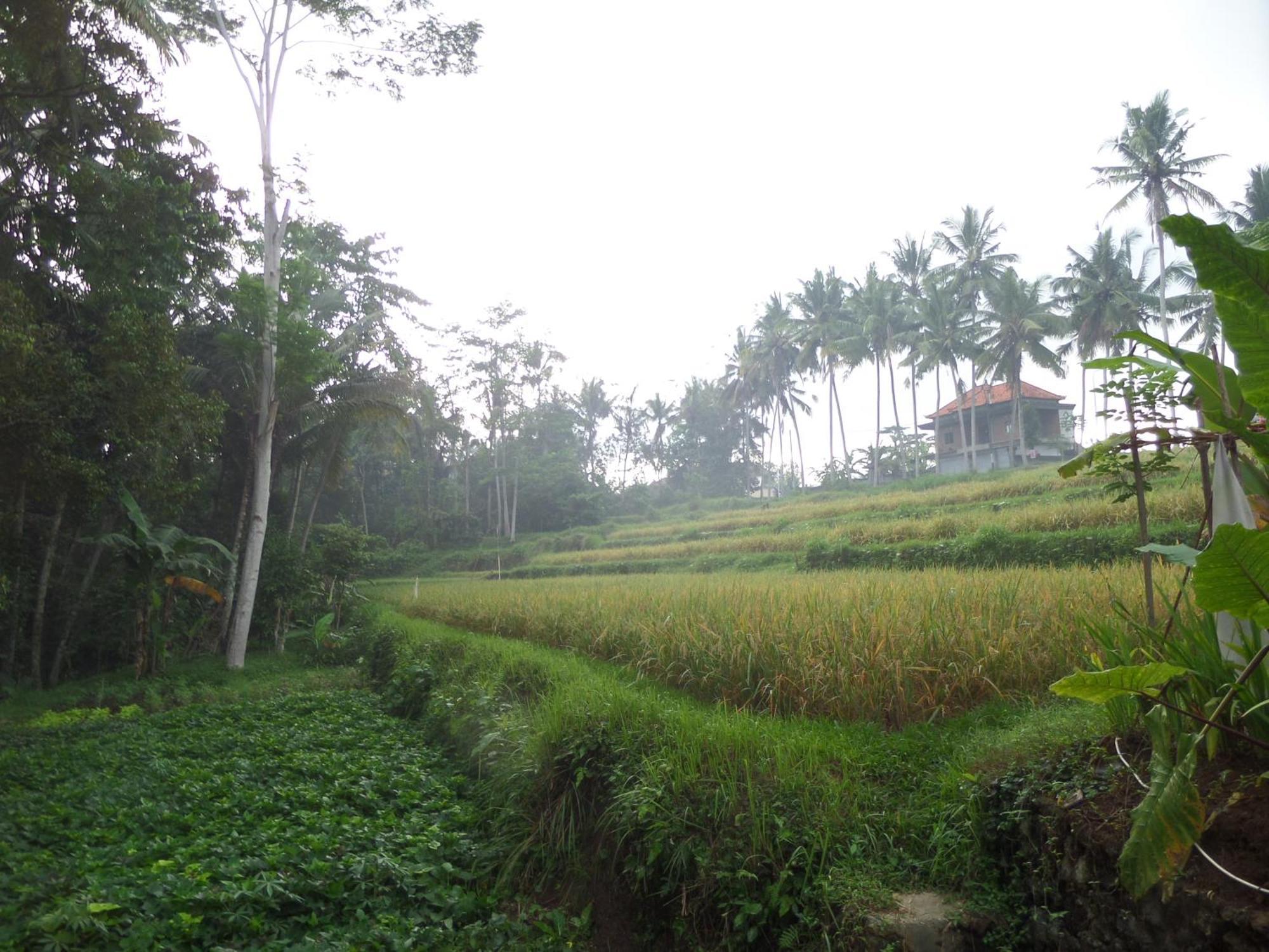 Hotel Alam Sembuwuk Ubud Exterior foto