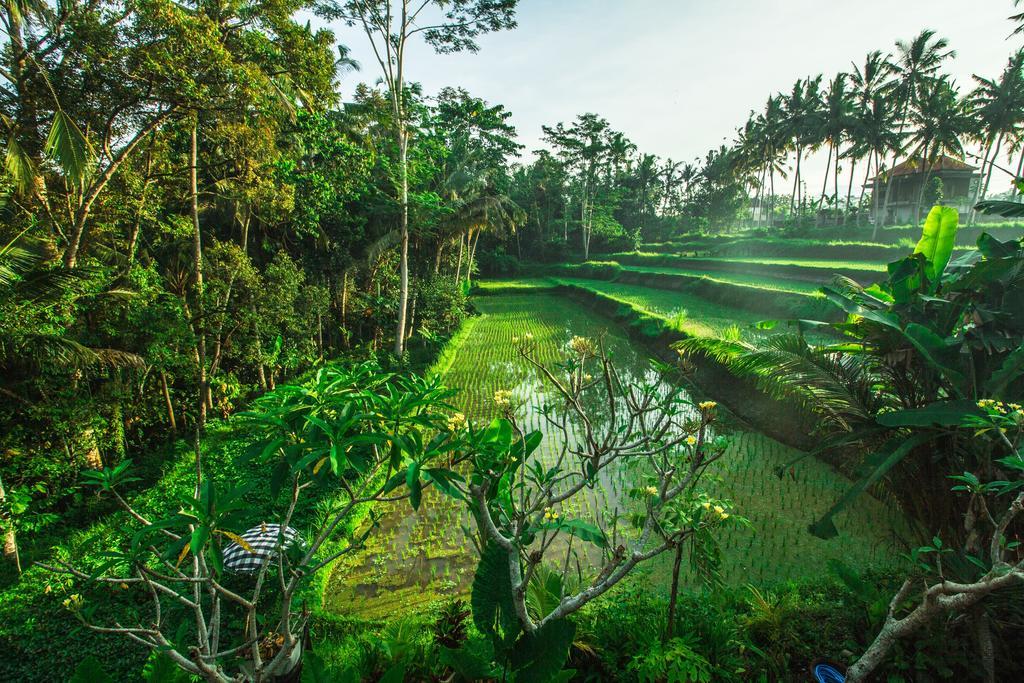 Hotel Alam Sembuwuk Ubud Exterior foto